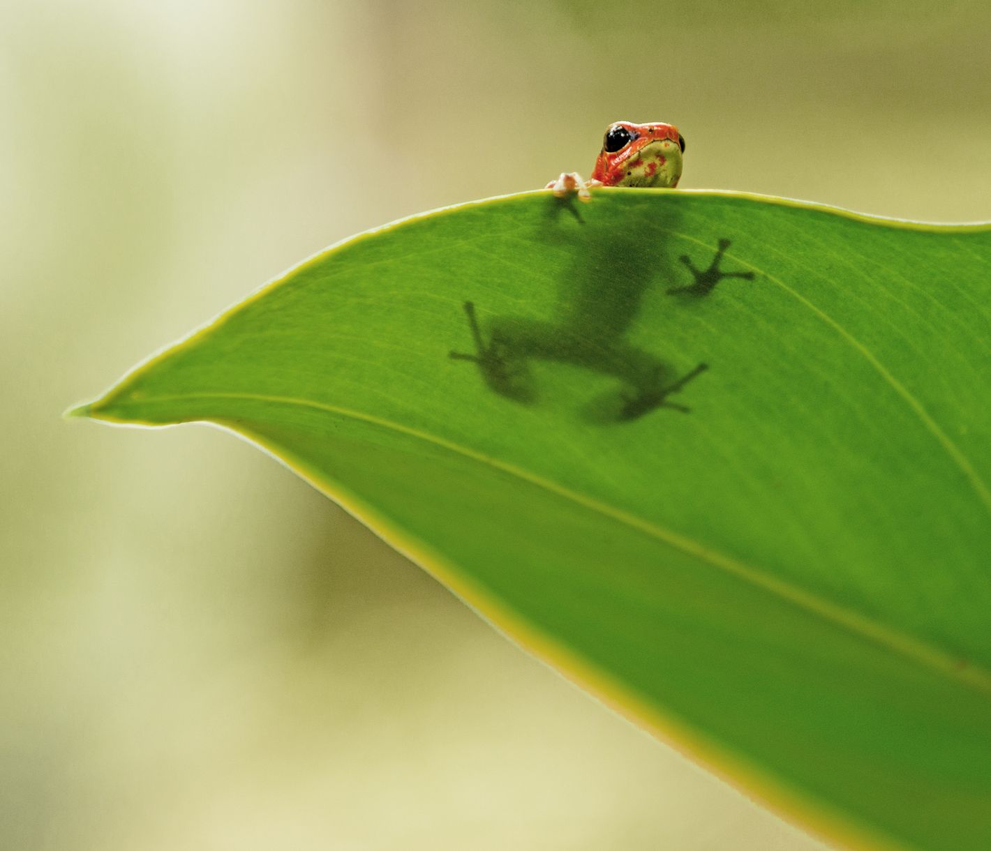 Winzig kleine Frösche