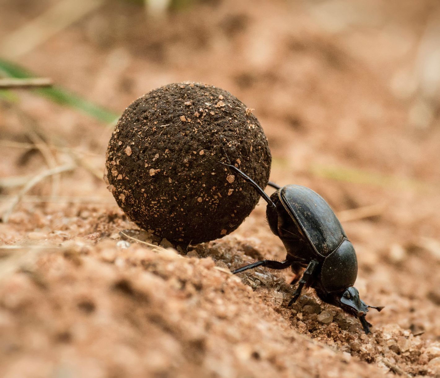 Nahaufnahme eines fleissigen Mistkäfers