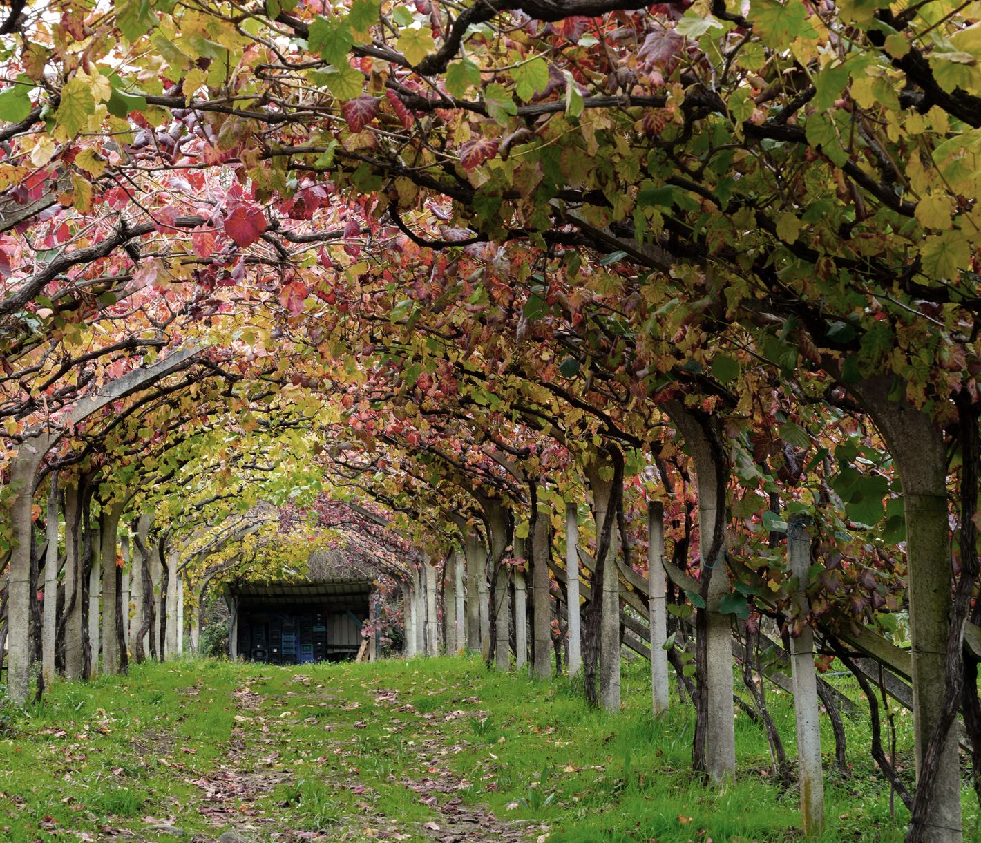 Mitten in den Weinreben des Douro-Tals in Pinhão, Portugal