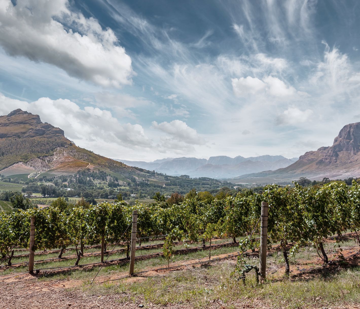 Die südafrikanischen Weine sind auch in Europa sehr beliebt.