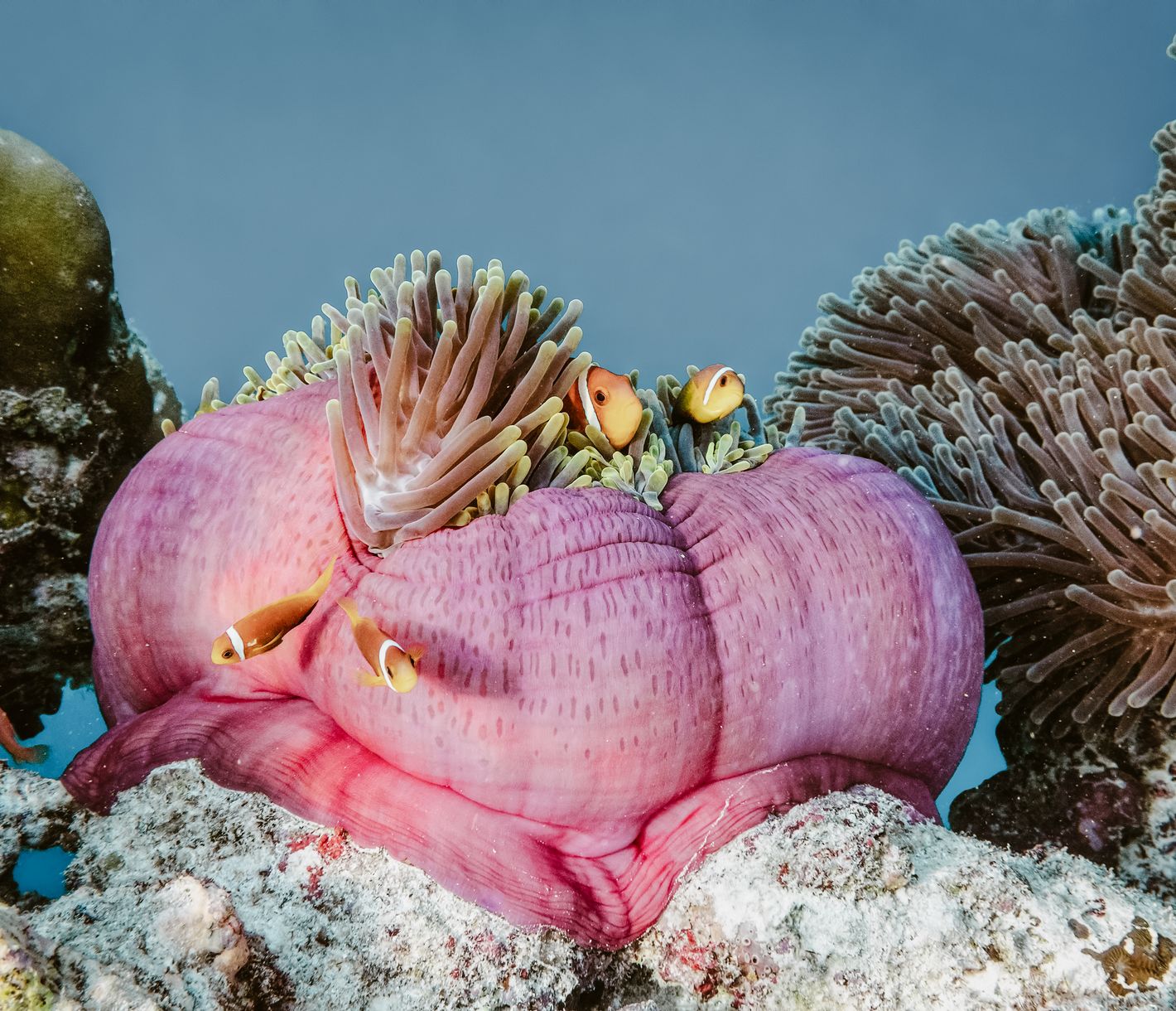 Malediven Hausriff entdecken: Seeanemone mit Anemonenfischen im Baa Atoll