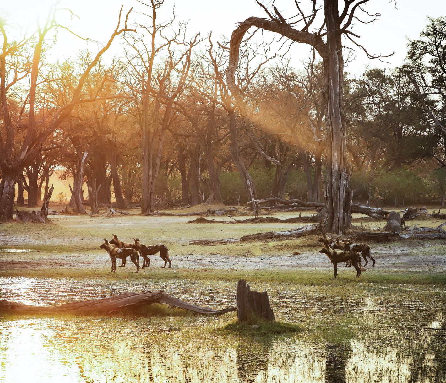 Wildhunde im Dämmerungslicht auf der Suche nach Futter