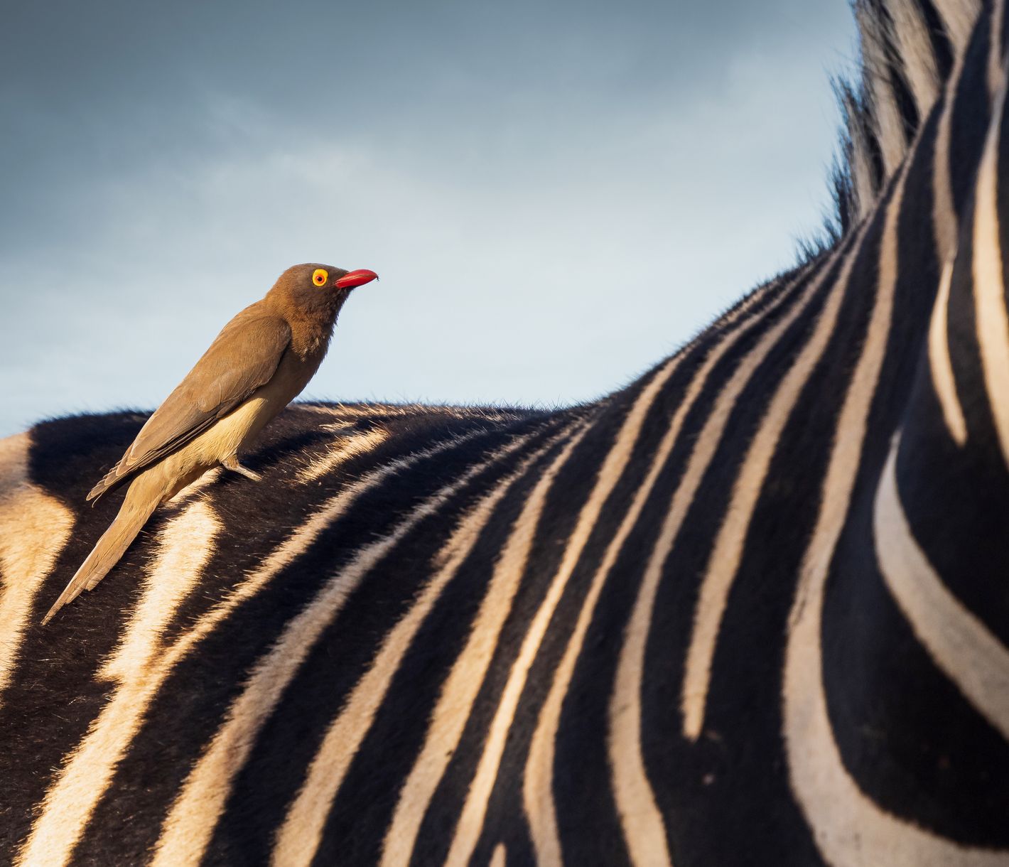 Nahaufnahme von einem Zebrarücken mit einem Rotschnabel-Madenhacker