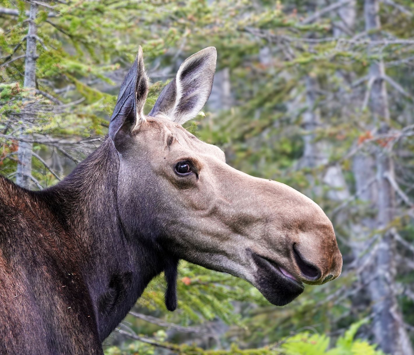 Der faszinierende Gigant des Nordens.