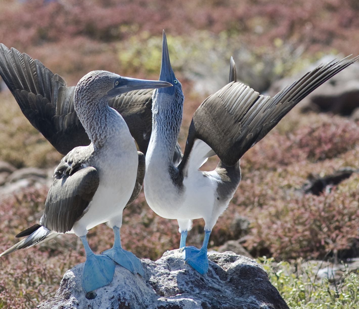 Unschwer zu erkennen.