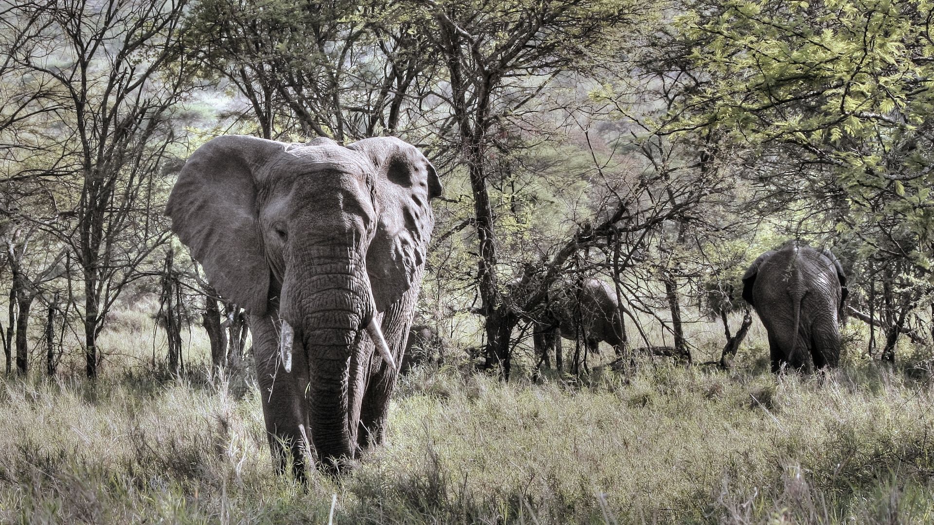 Elefanten auf der Nahrungssuche in der Serengeti