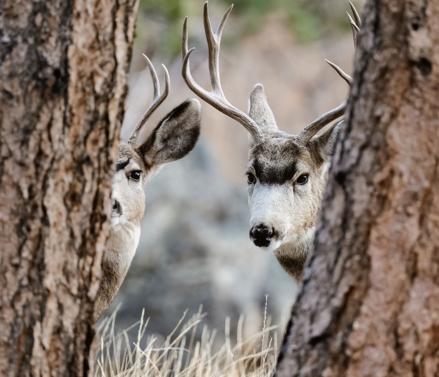 In den Morgen- und Abendstunden ist es im Rocky Mountain National Park besonders idyllisch.
