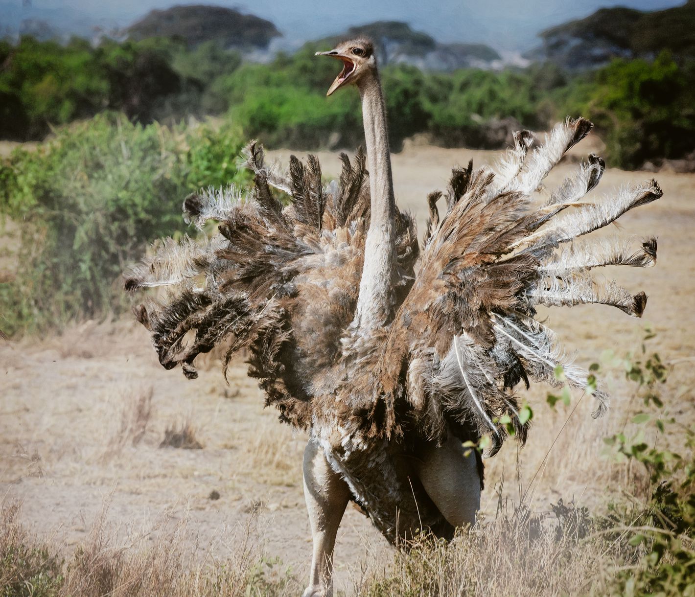 Don't mess with me! Auch Strausse können mal schlecht gelaunt sein.