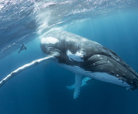 Plongée libre avec les baleines à bosse