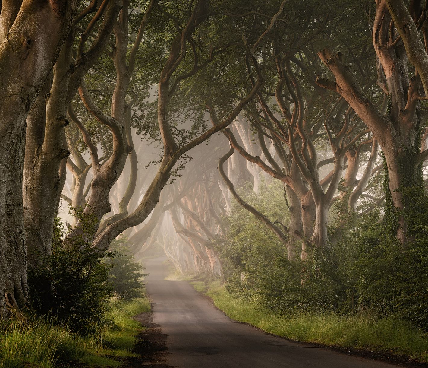 Dark Hedges