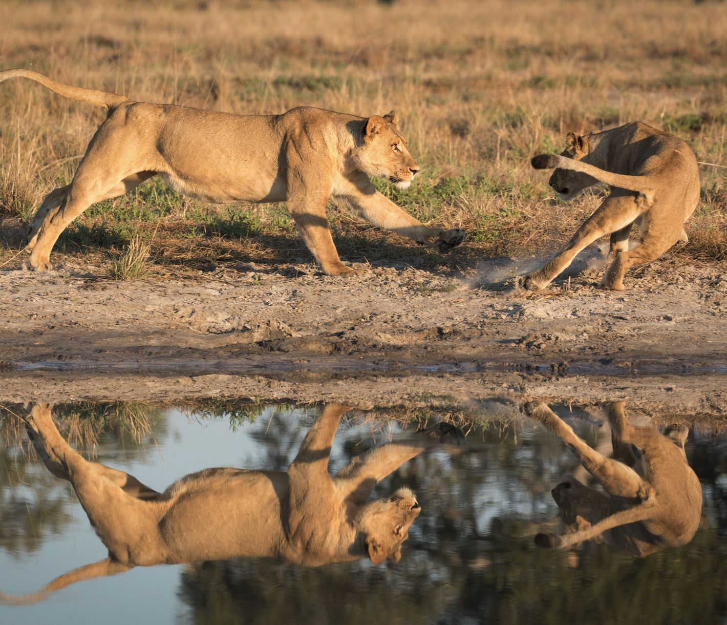 Zwei junge Löwen spielen am Wasser in der Savuti-Region