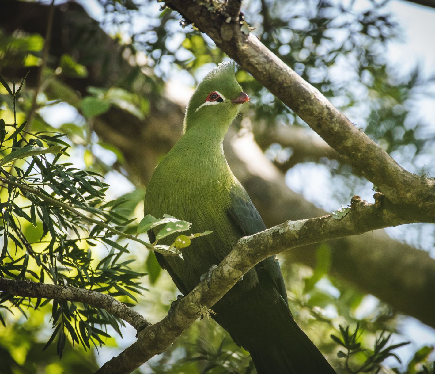 Nahaufnahme eines Turako-Vogels im Knysna Forest