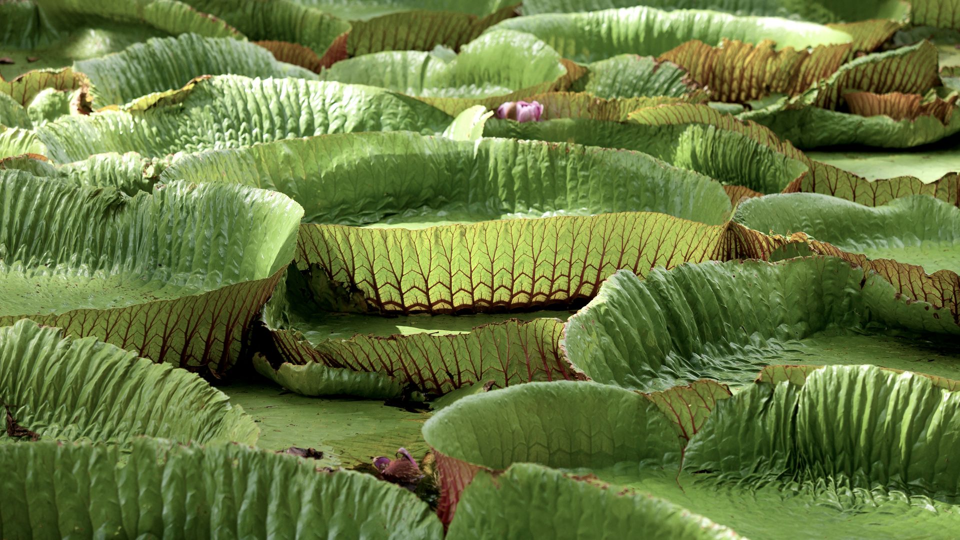 Der Seerosenteich im Botanischen Garten von Pamplemousses.