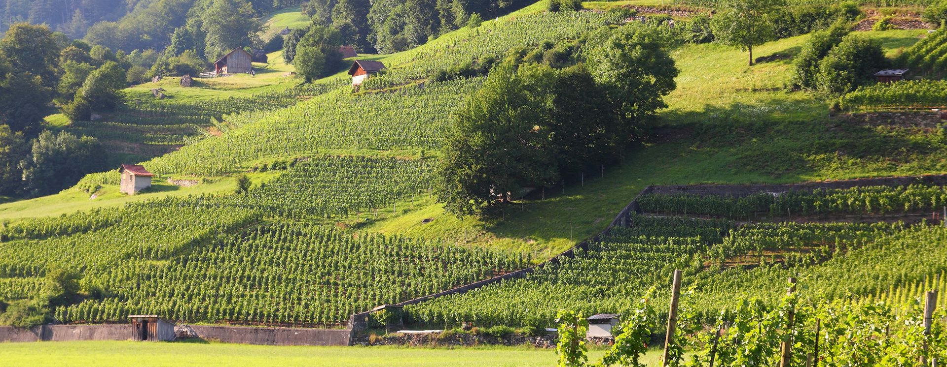 Viticulture à Sarganserland