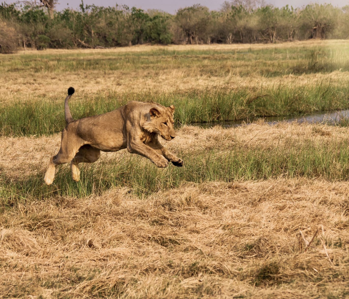 Ein junger männlicher Löwe springt über einen kleinen Wasserstrom im Savuti-Sumpf, Chobe-Nationalpark