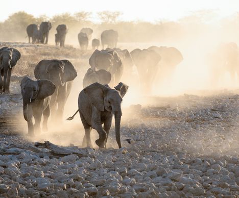 Ces éléphants trottent nonchalamment vers le prochain point d'eau, soulevant un nuage de poussière à chaque pas