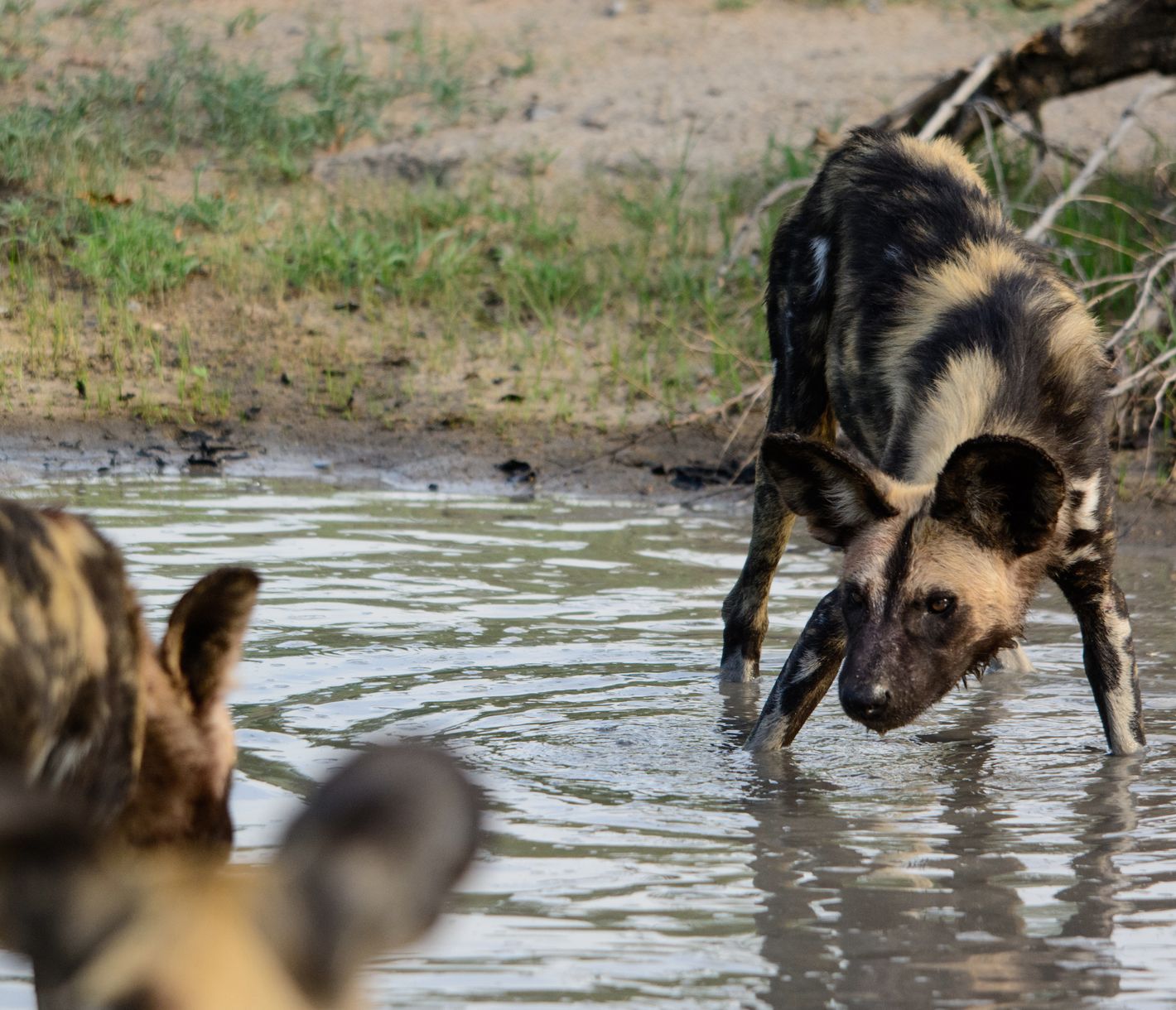 Wildhunde spielen im Kruger-Nationalpark im seichten Wasser.