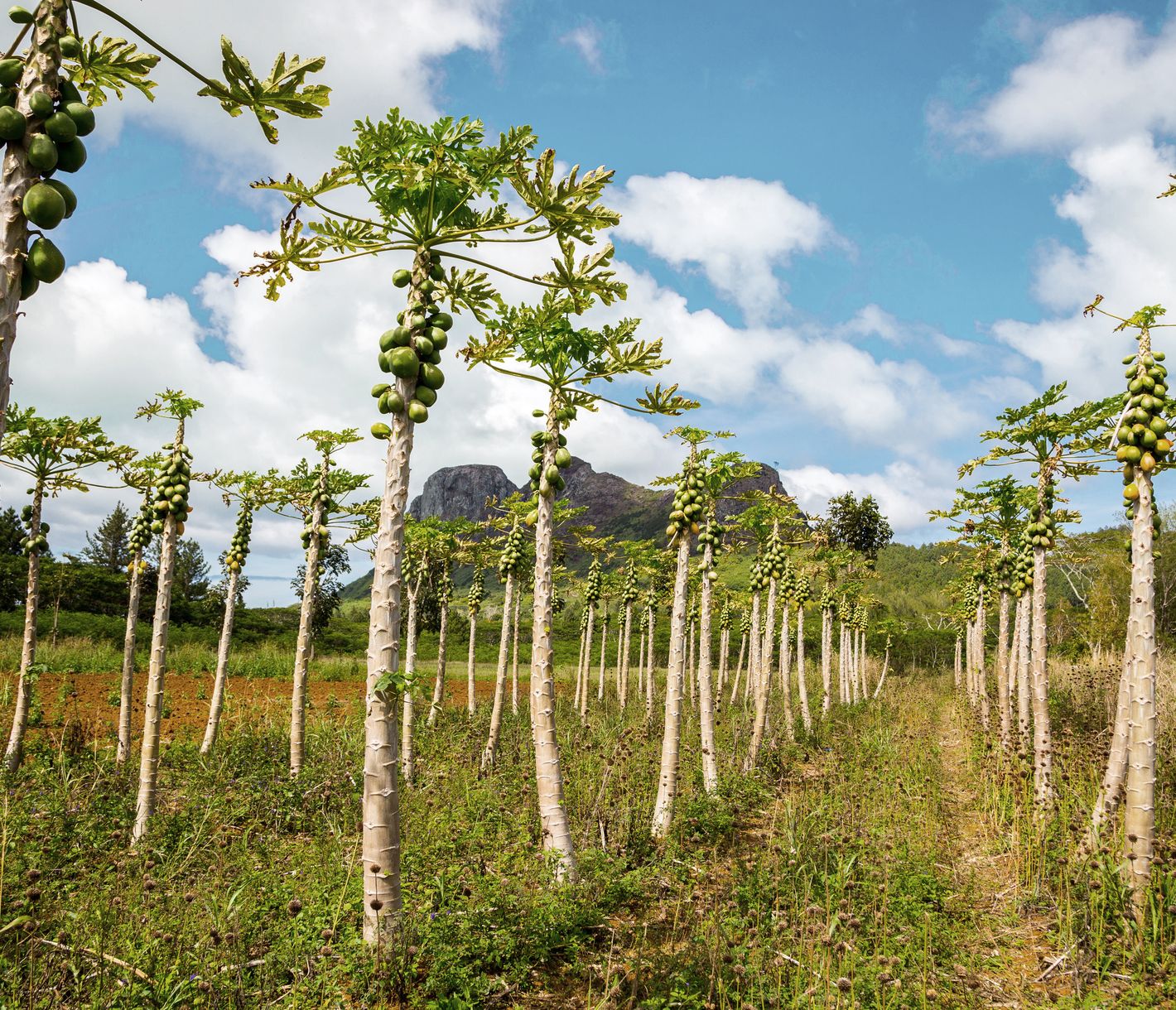 Was wächst denn hier?