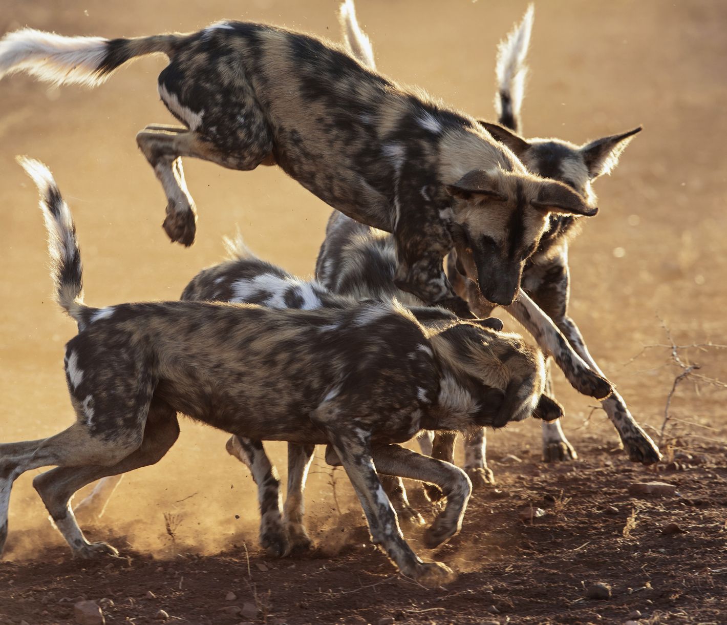 Spielende afrikanische Wildhunde im Nyerere-Nationalpark