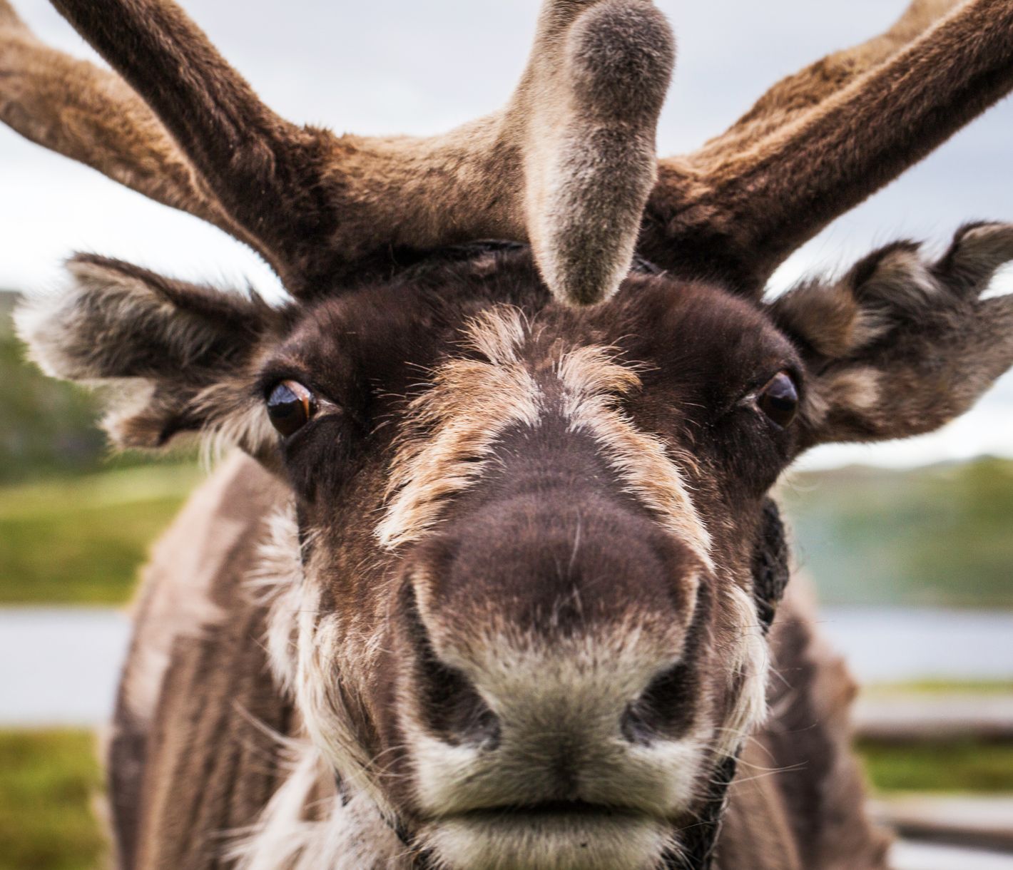 Freilaufende Rentiere