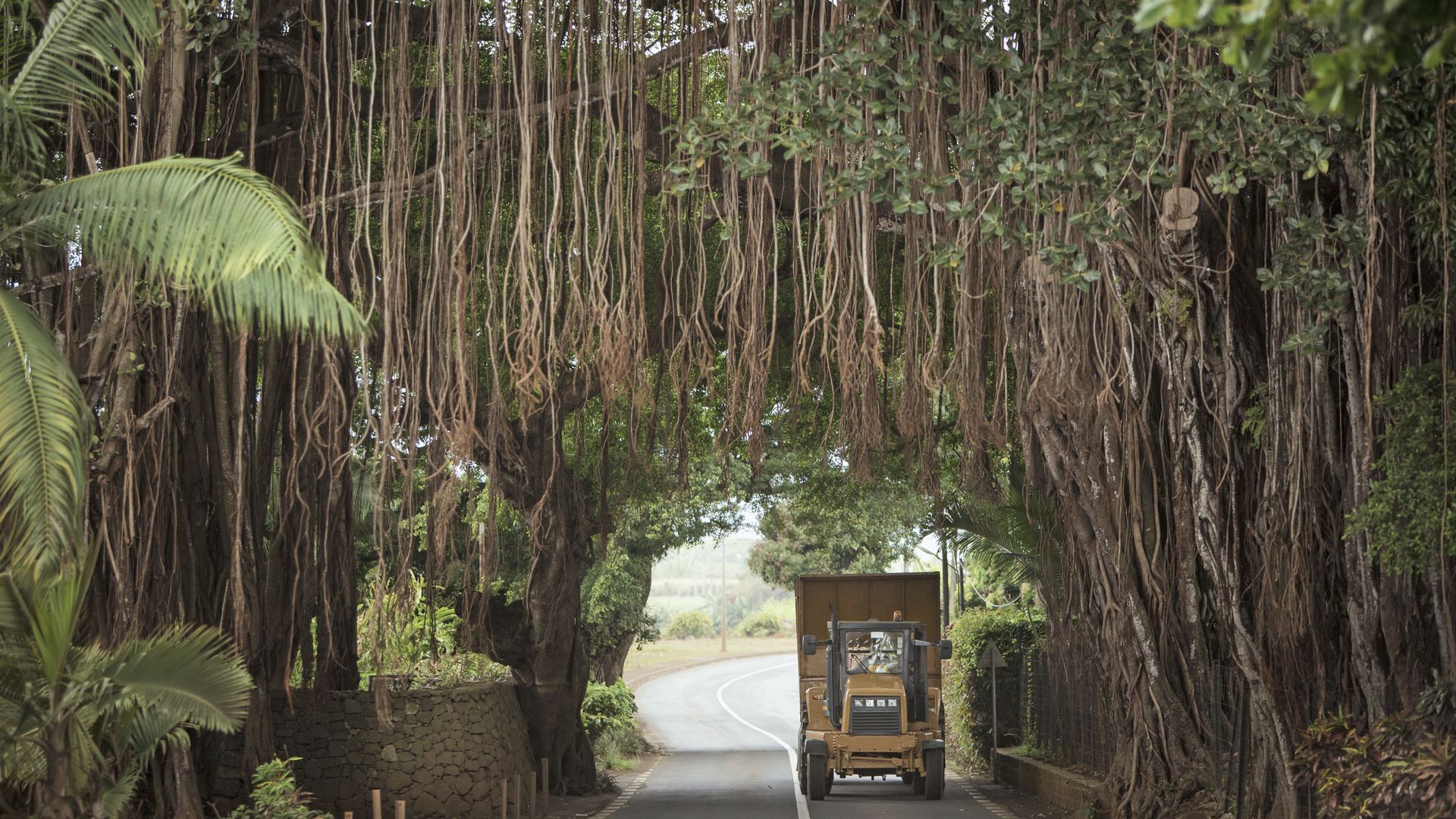 Sur certaines routes, les immenses banians forment des tunnels naturels au-dessus de la chaussée.
