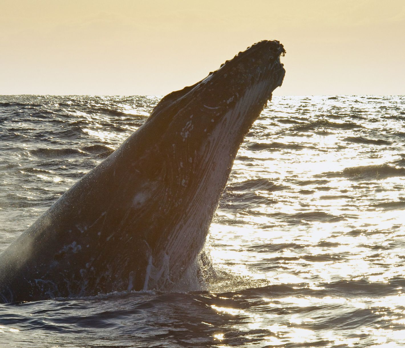 Buckelwal bei Sonnenuntergang in den Gewässern vor La Réunion