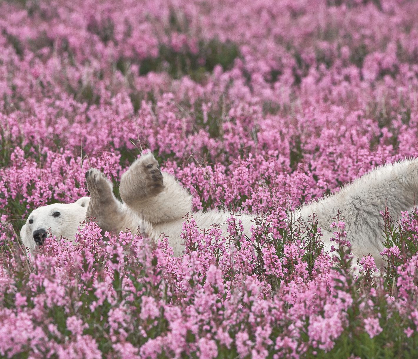 Eisbär inmitten des Fireweeds