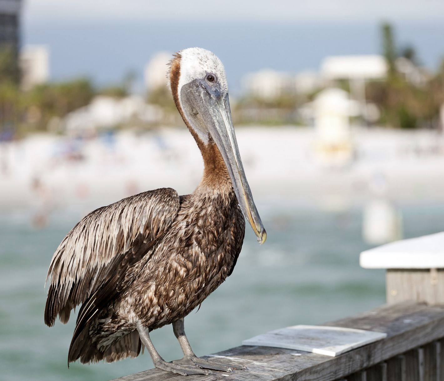 Brauner Pelikan am Pier 60 von Clearwater Beach