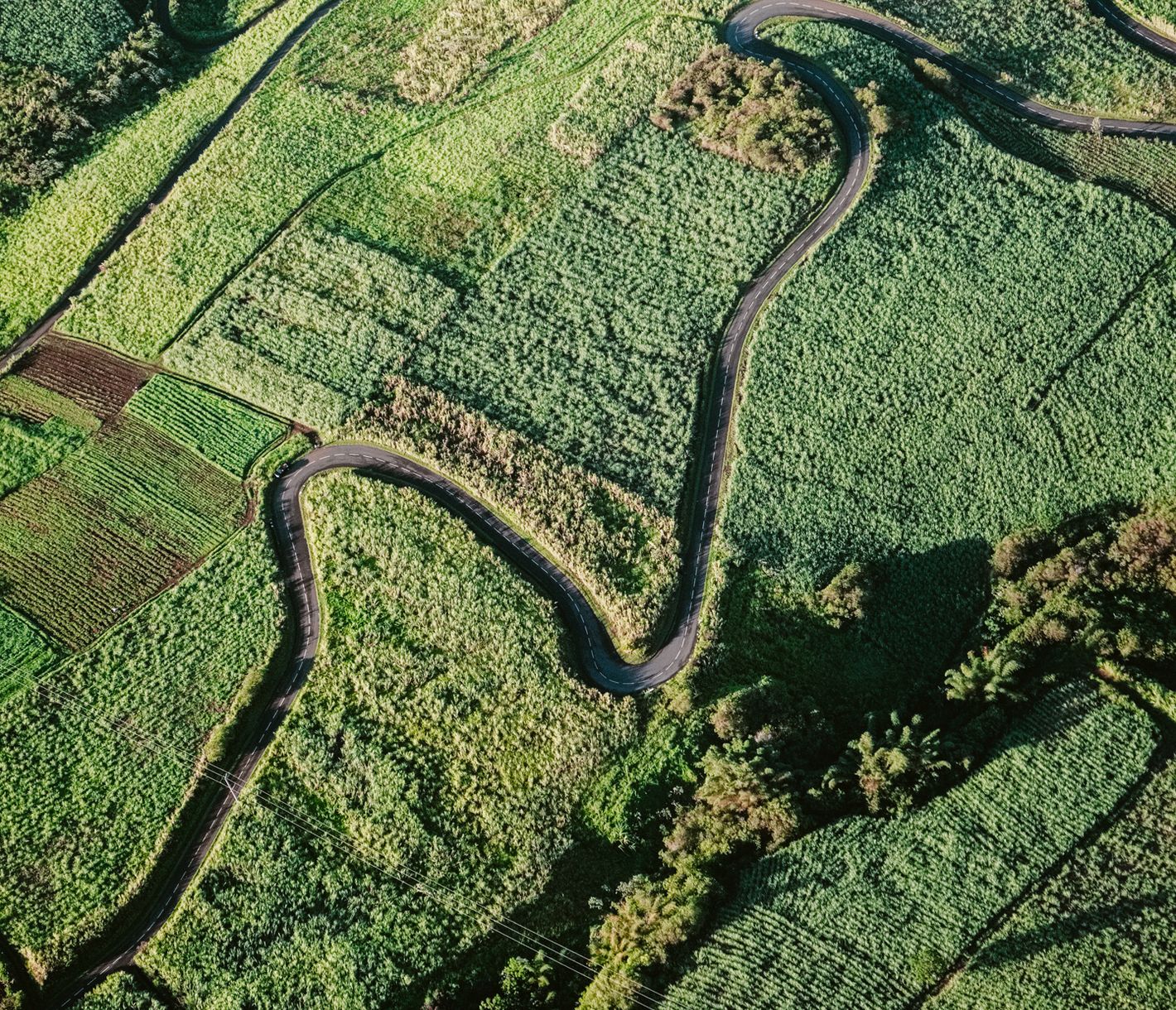 Kurvige Strasse durch ein Zuckerrohrfeld an der Ostküste von La Réunion.