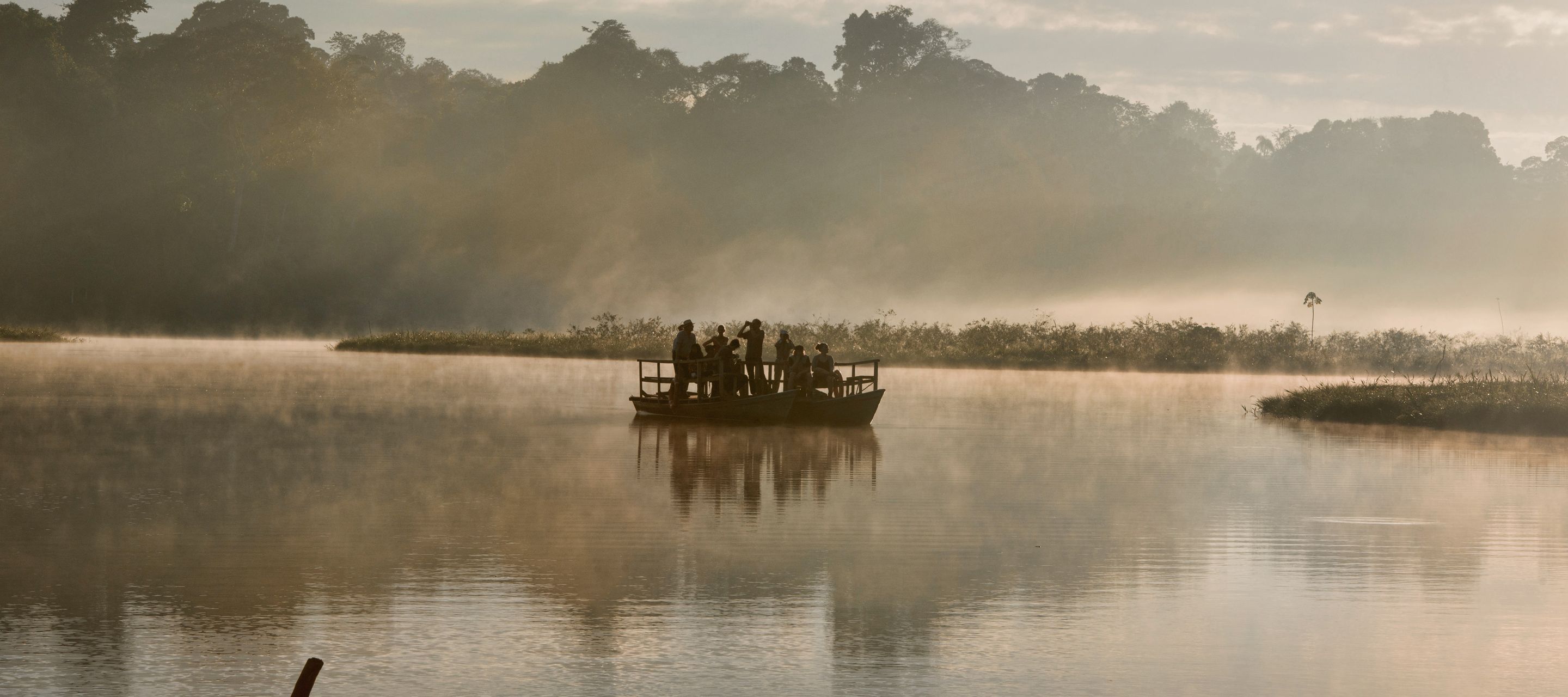 Wenn der Dschungel erwacht.