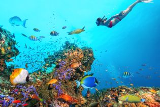 Schnorcheln bei Dhigurah