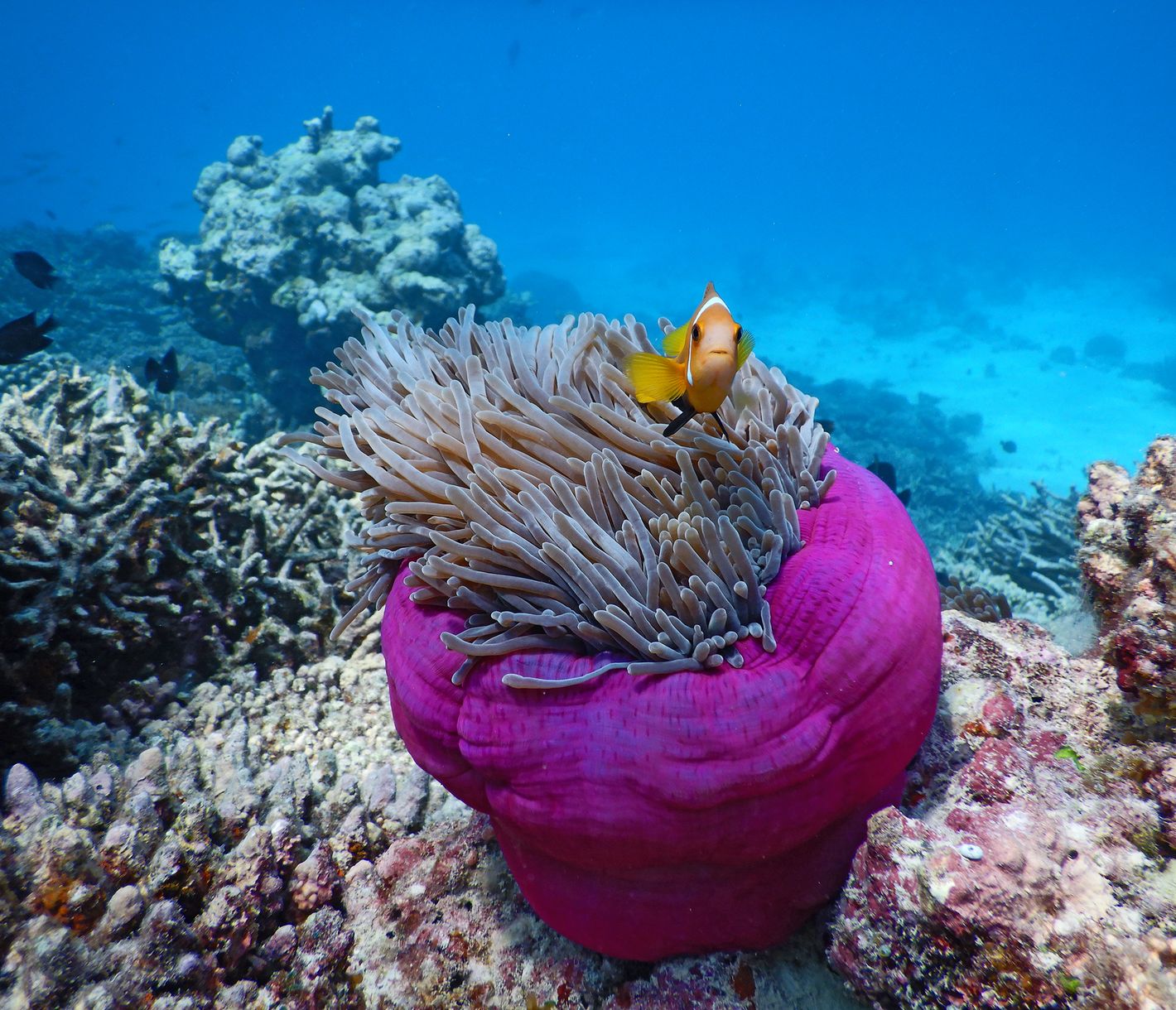 Clownfisch und Anemone: Ein farbenfrohes Unterwasser-Märchen