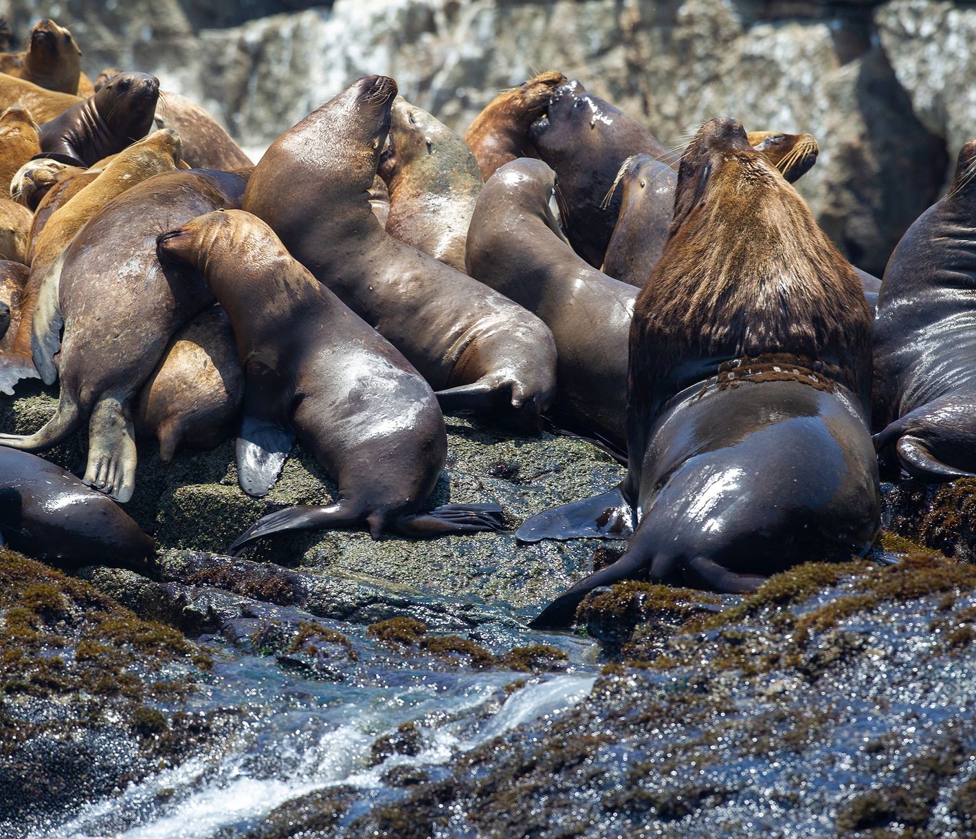 Les îles Palominos, à la rencontre de la faune depuis Lima