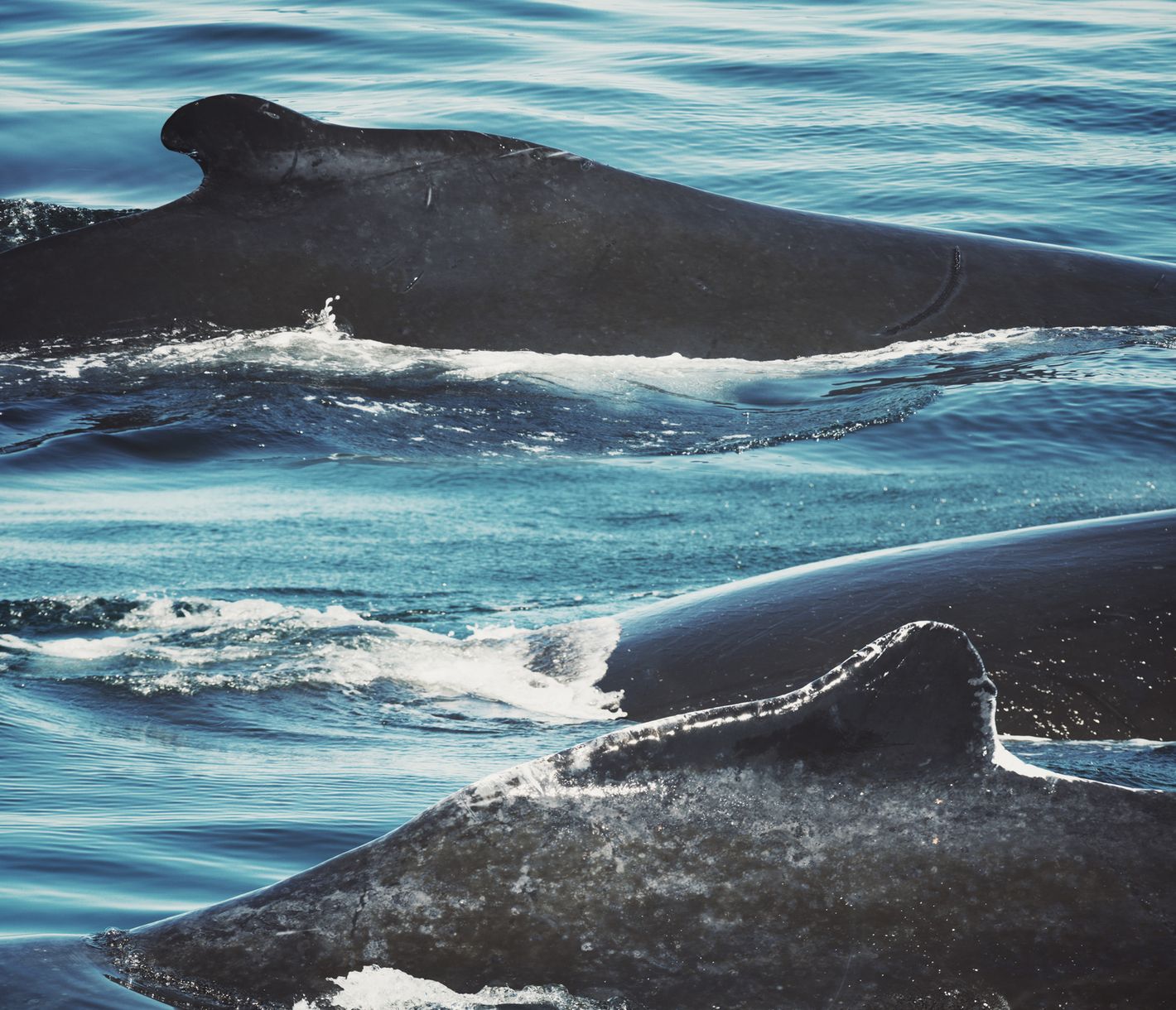 Meeresriesen hautnah