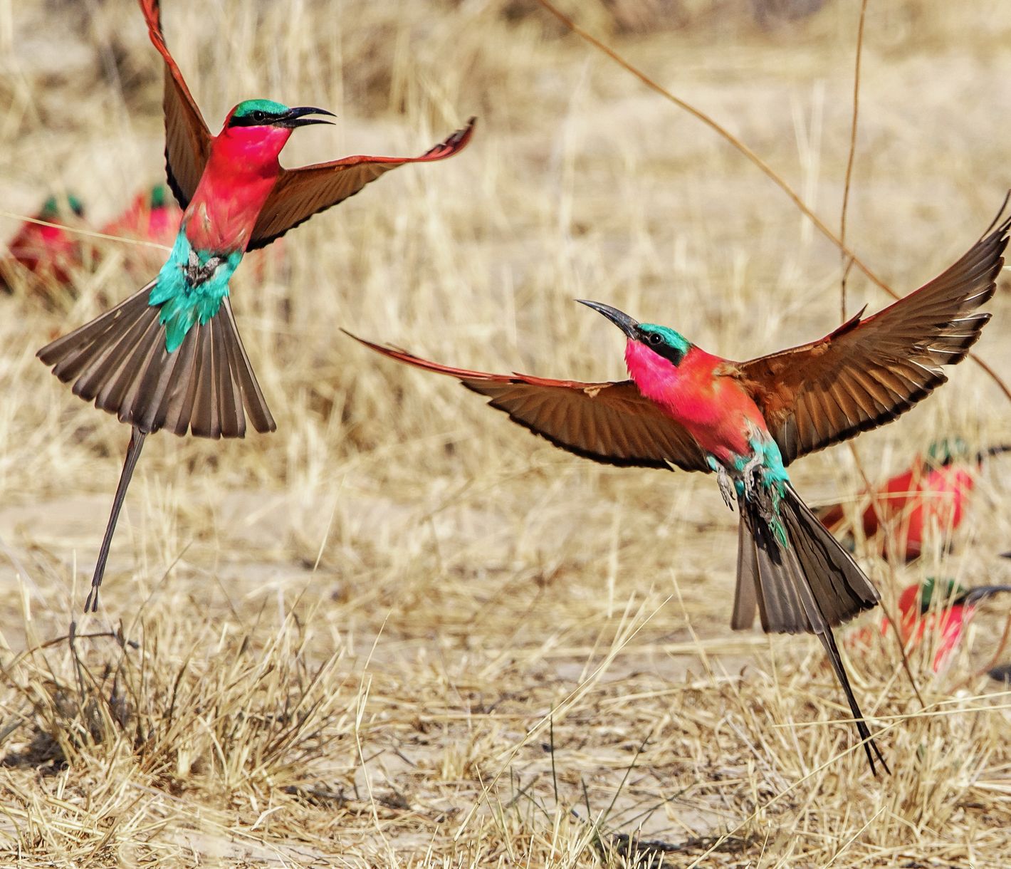 Karminspint (Bienenfresser)