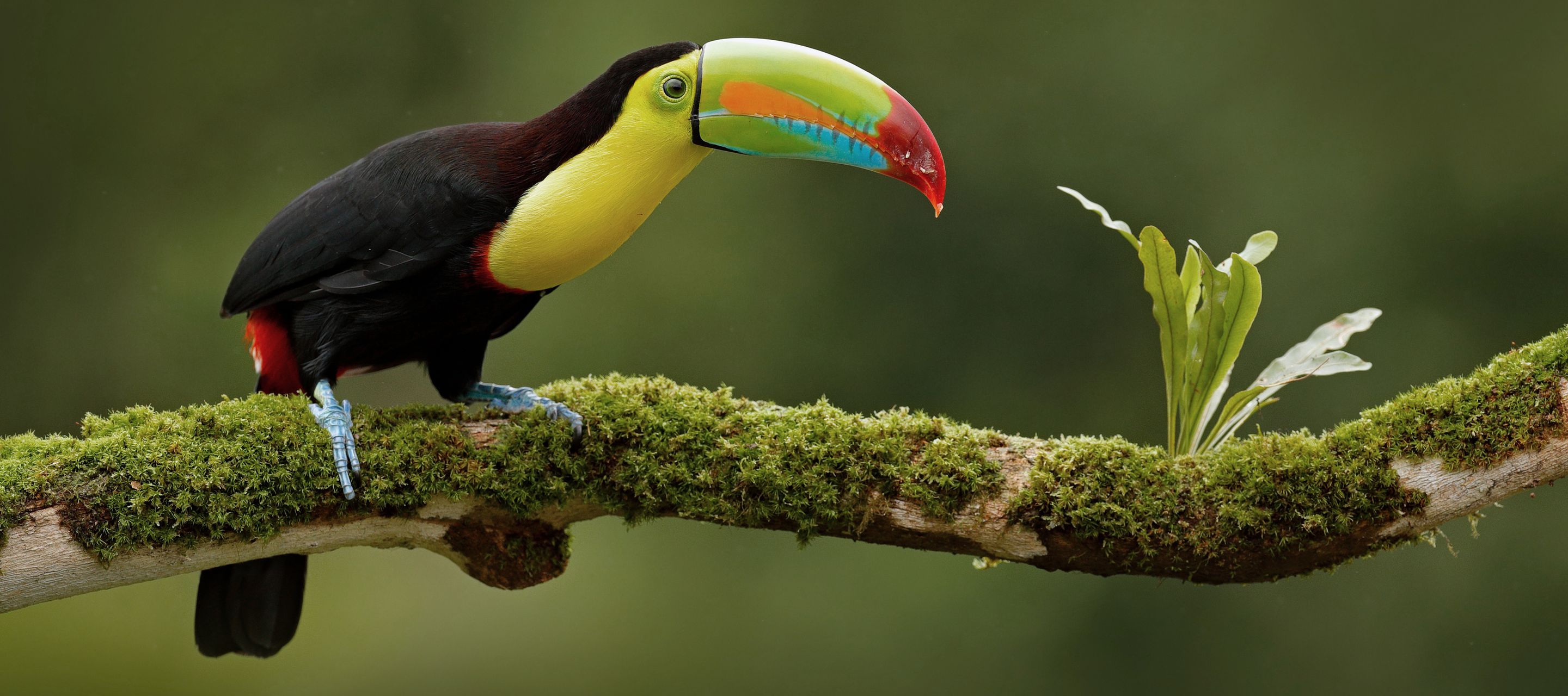 Farbenfrohe Vogelwelt