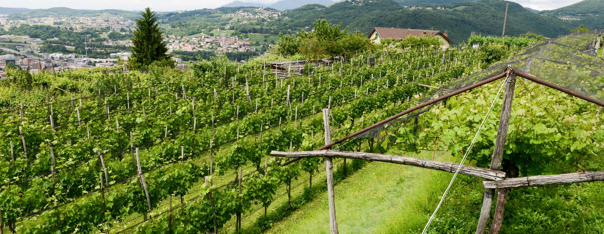 Weinberge bei Salorino