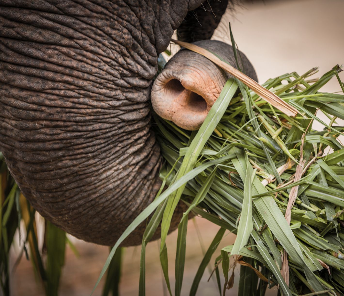 Das Anantara Golden Triangle unterhält ein eigenes Camp für ehemalige Arbeitselefanten.