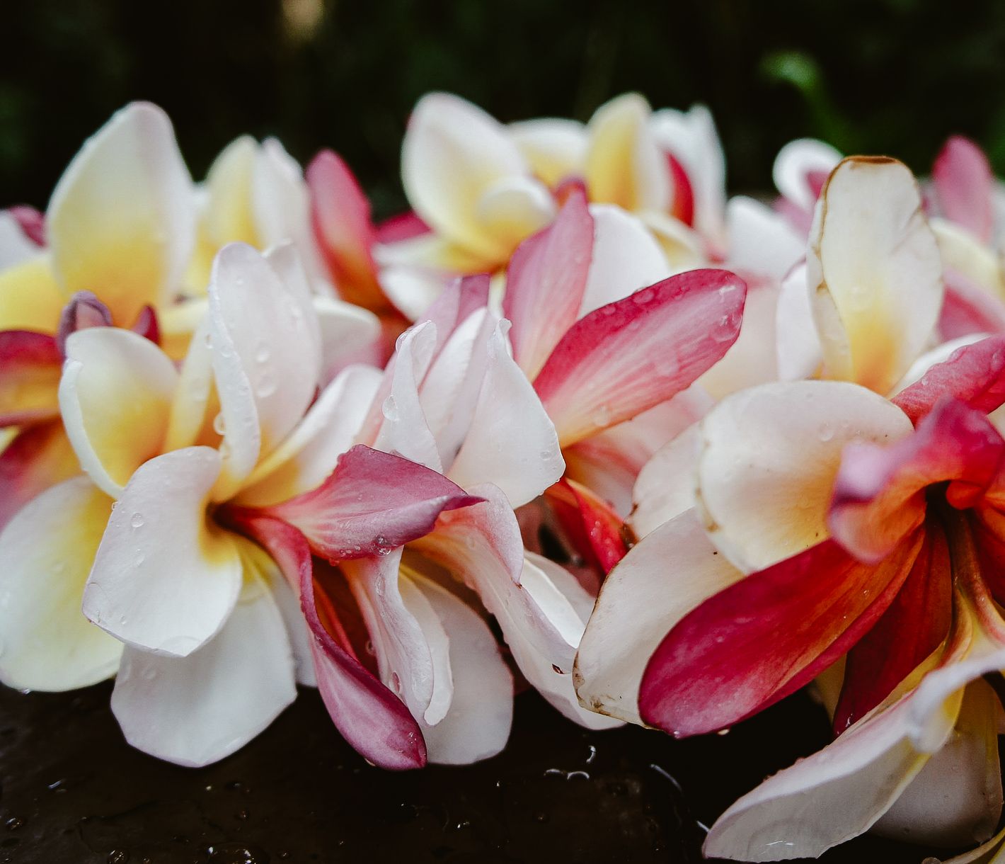 Die Plumeria, auch Frangipani genannt, ist eine der bekanntesten Blumen Hawaiis und wird häufig für traditionelle Lei – die duftenden Blumenketten – verwendet.
