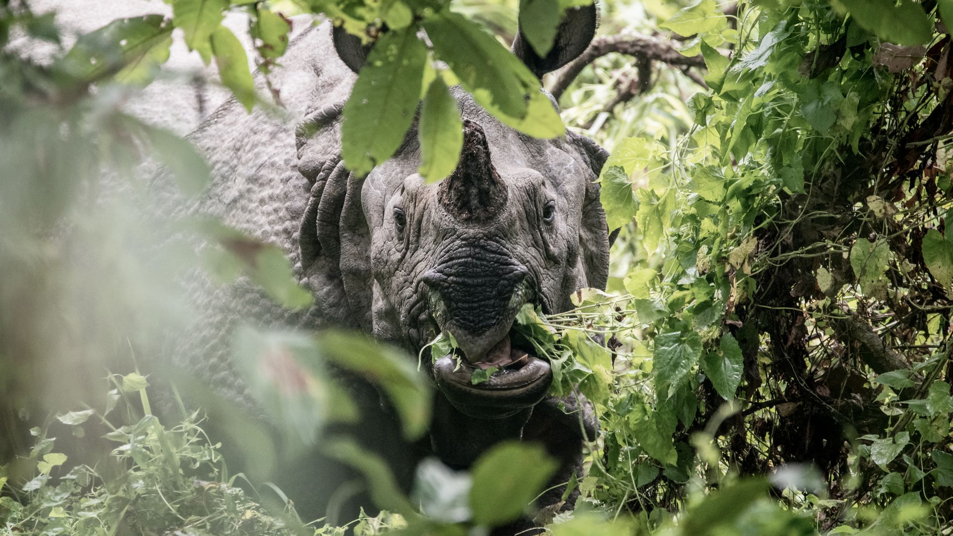 Nashorn im Chitwan-Nationalpark
