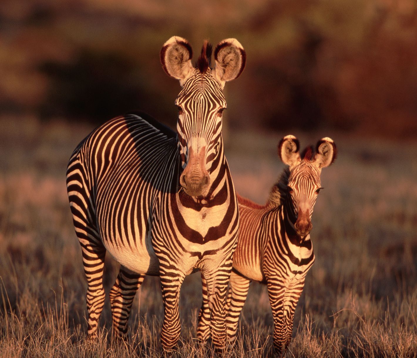 Das Grevyzebra: die grösste und auch seltenste Zebra-Art