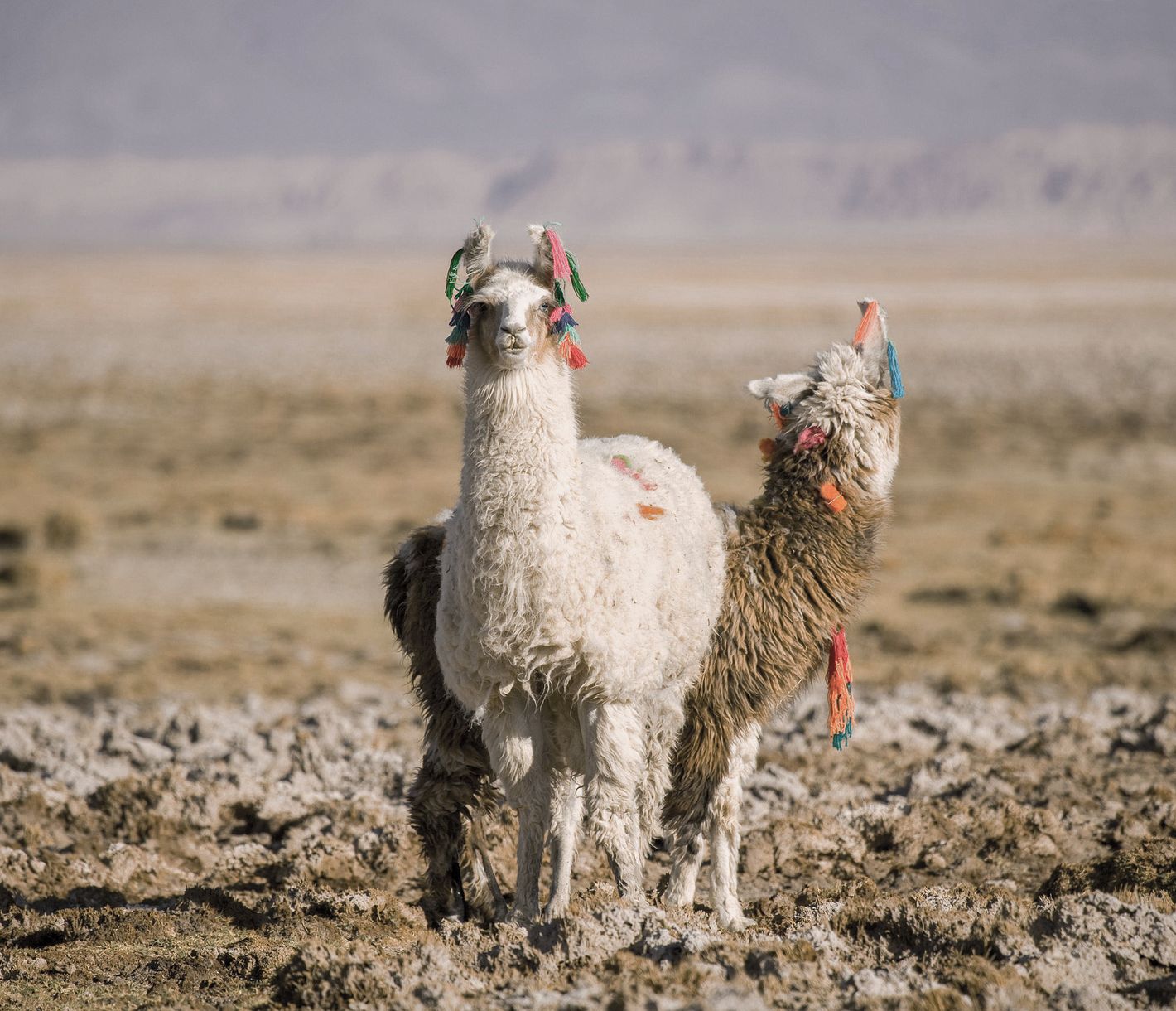 Guanaco, Vicuña oder Alpaka?