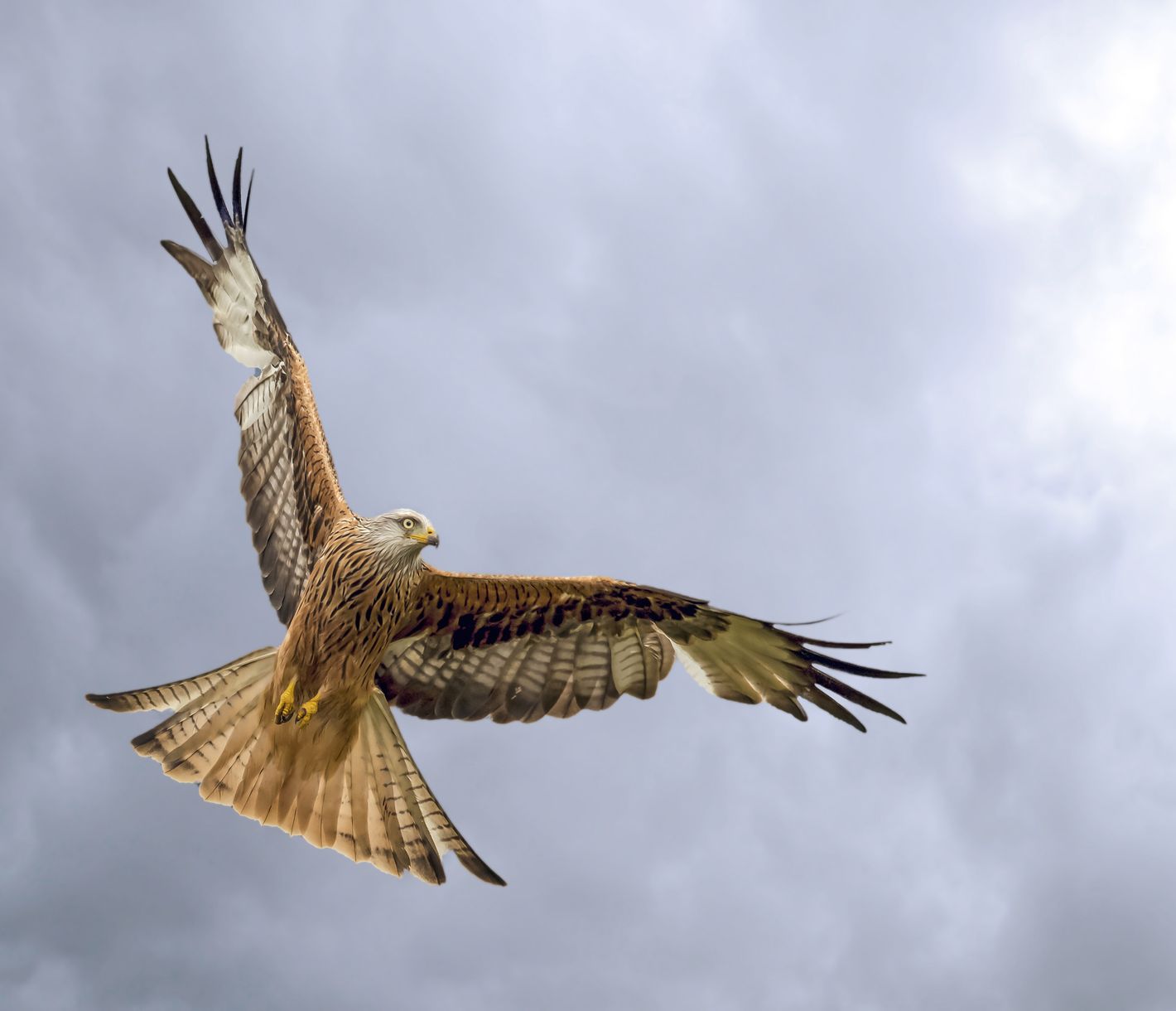 Fütterung der Rotmilane