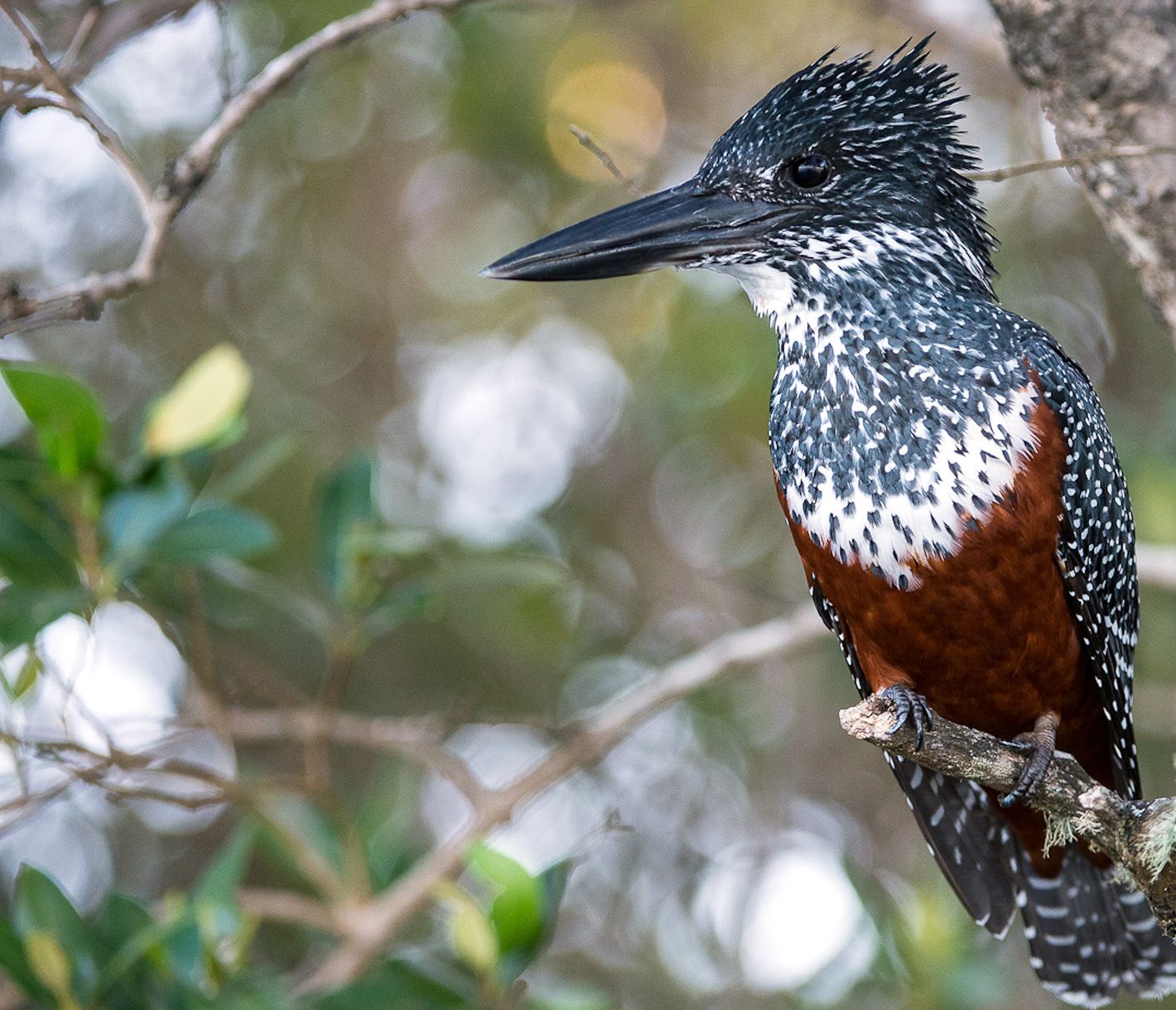 Giant Kingfisher in Nahaufnahme