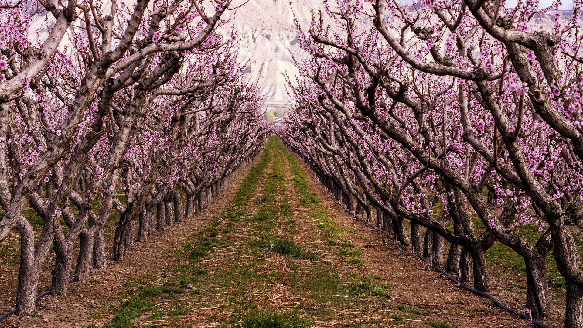 Dans la région de Grand Junction, on cultive notamment des pêches dans des champs aux couleurs éclatantes.