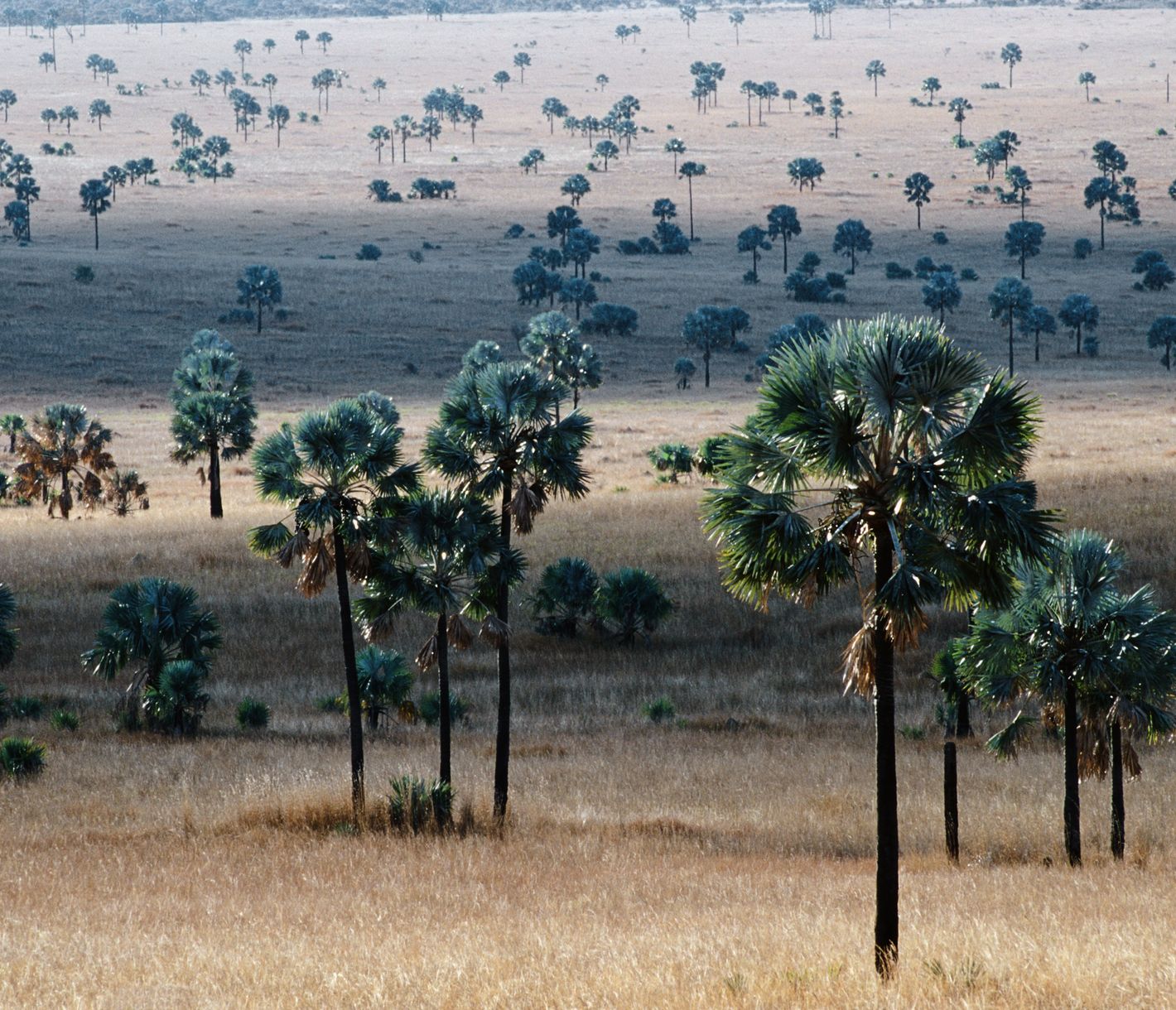 Von Palmen gesäumte Landschaft vor Ranohira