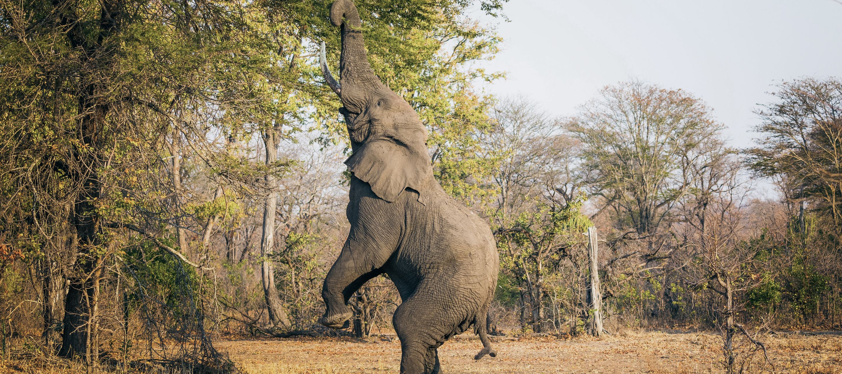Ein Elefant stellt sich im Liwonde-Nationalpark auf die Hinterbeine, um an frische Blätter zu gelangen.