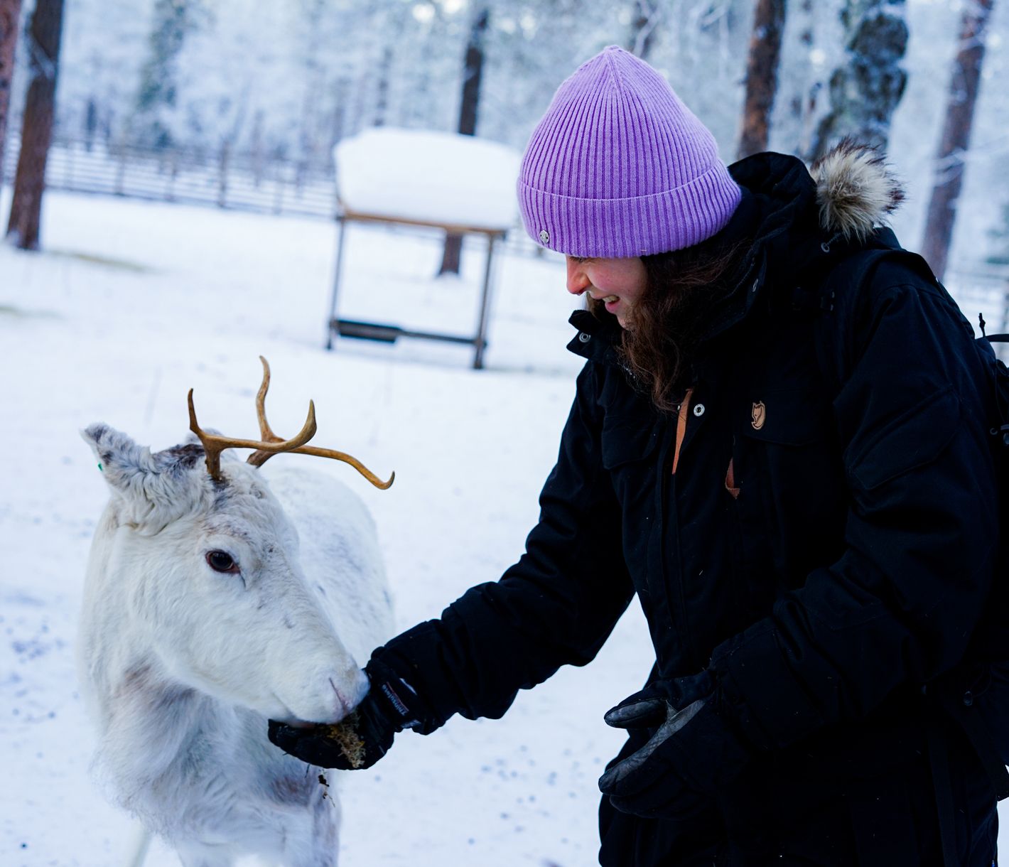 Die Rentiere leben im Winter näher bei den Menschen.