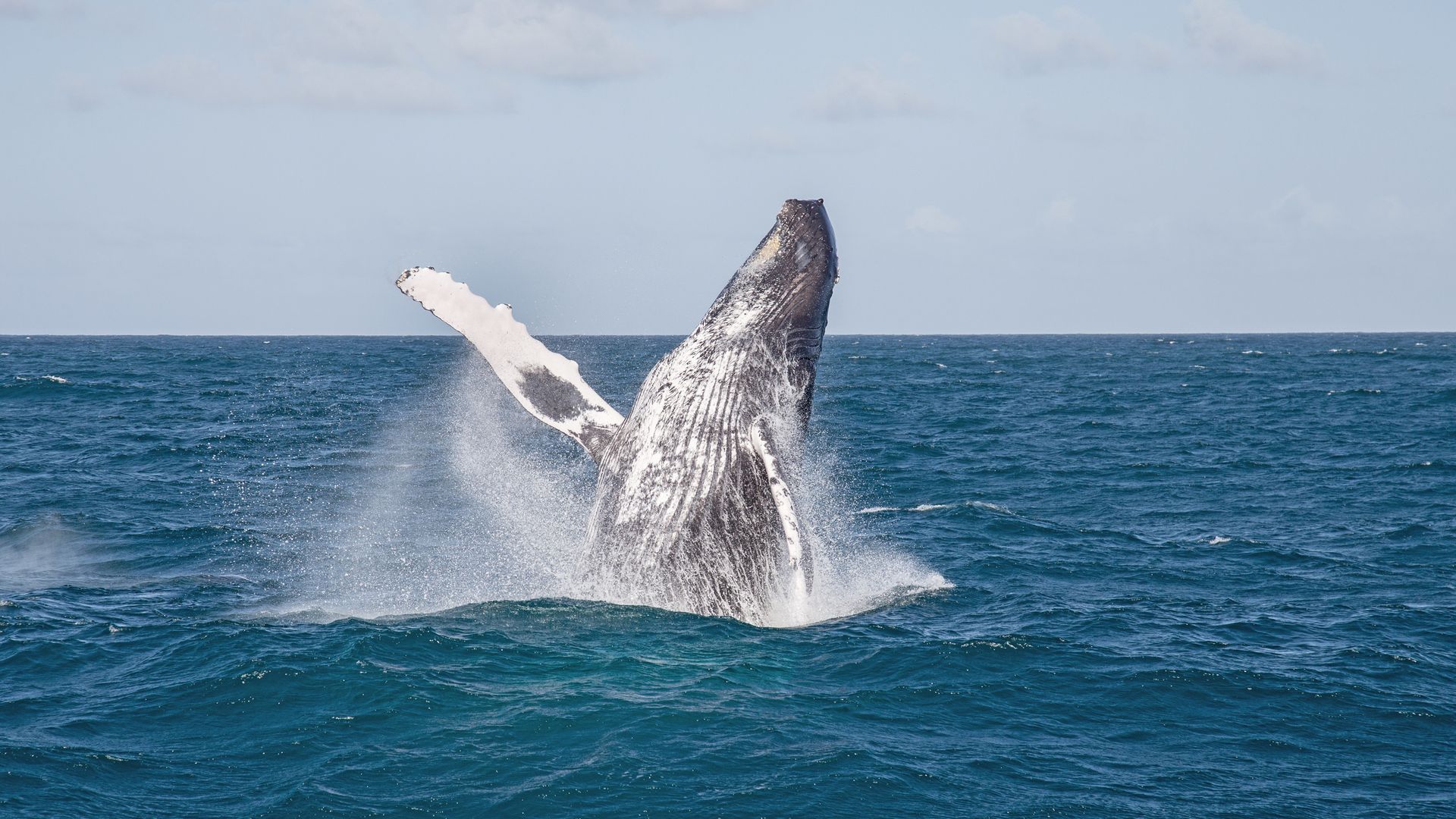 Buckelwale in der Dominikanische Republik?