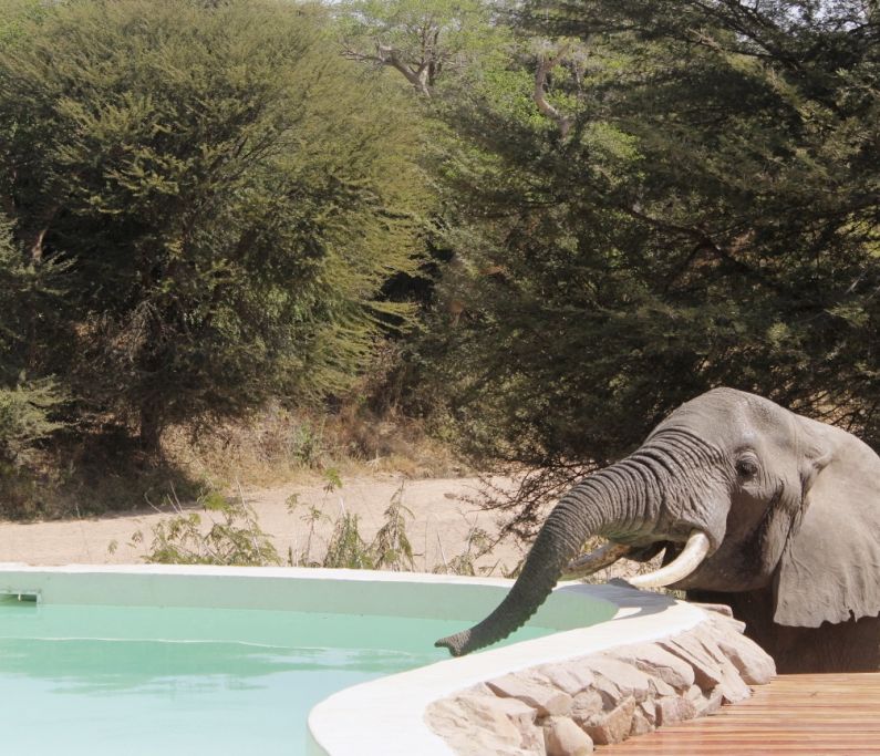 Ein Elefant trinkt aus dem Pool des Jongomero Camps im Ruaha-Nationalpark.